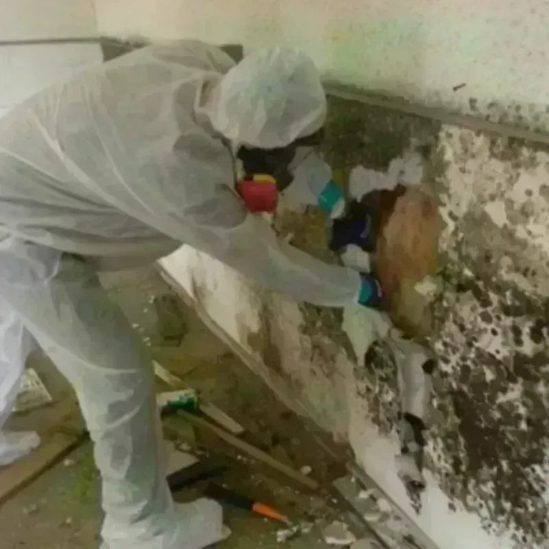 Mold Remediation and Removal in Shelton, CT